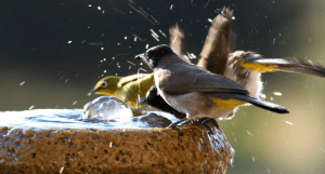 Fugle drikker vand af fuglebad