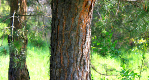 lad gamle træer stå det er godt for biodiversiteten